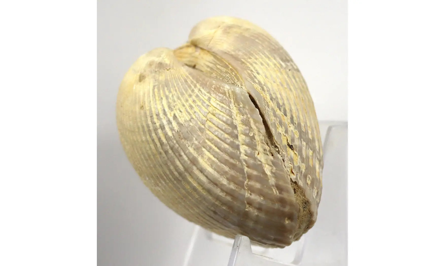 Anadara rufescens