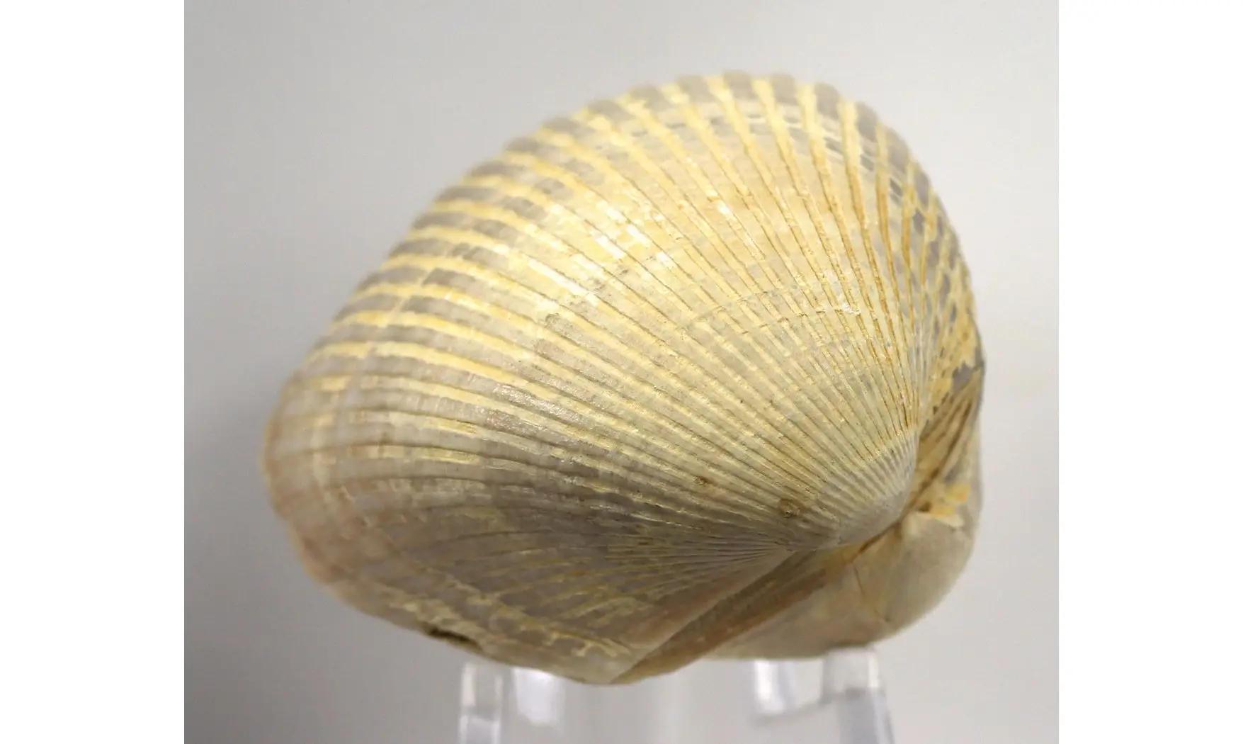 Anadara rufescens