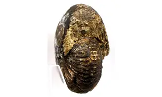 Anatomites ducetti