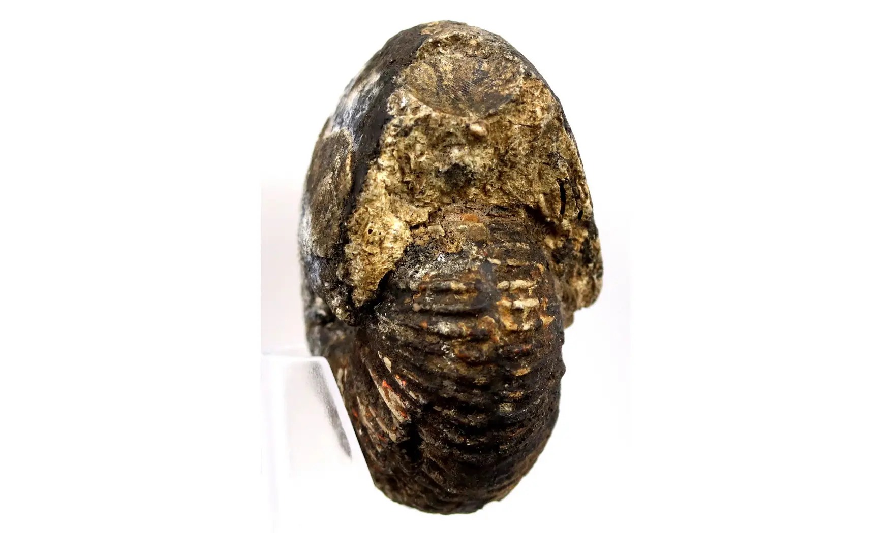 Anatomites ducetti