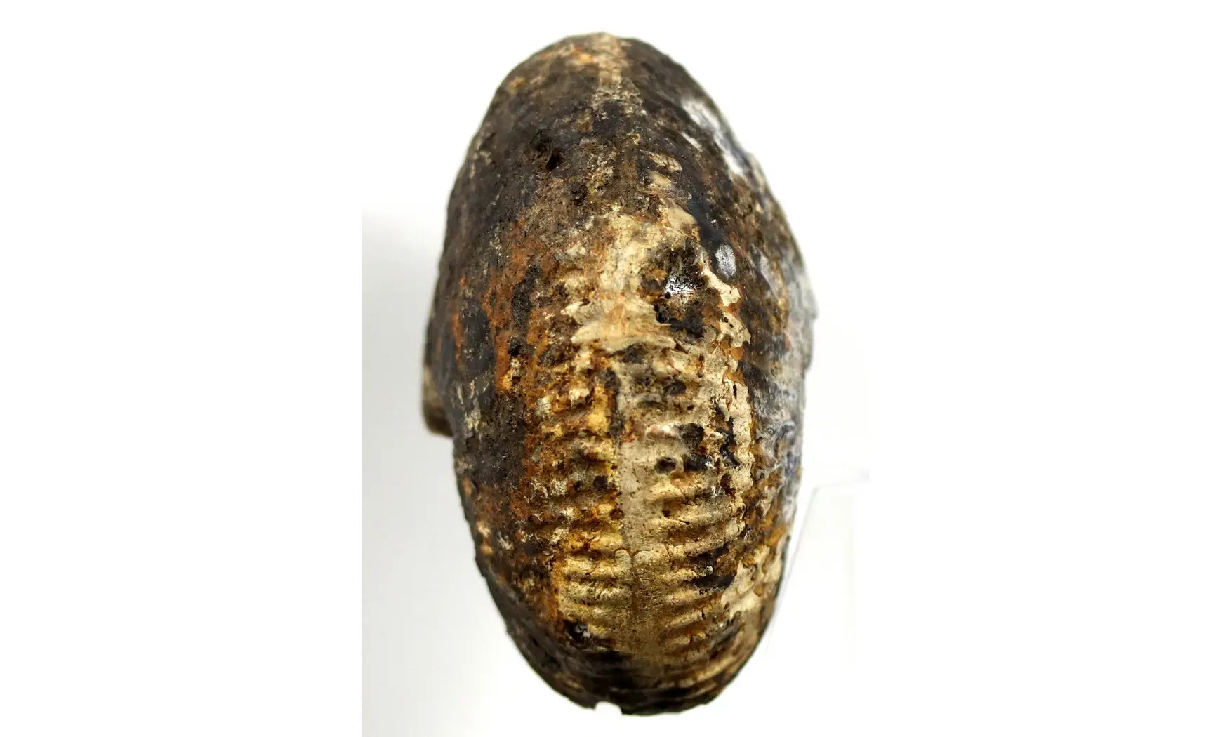 Anatomites ducetti