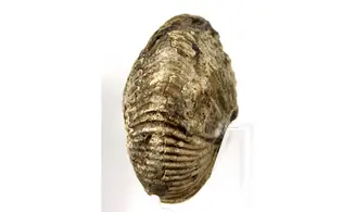 Anatomites cf herbichi