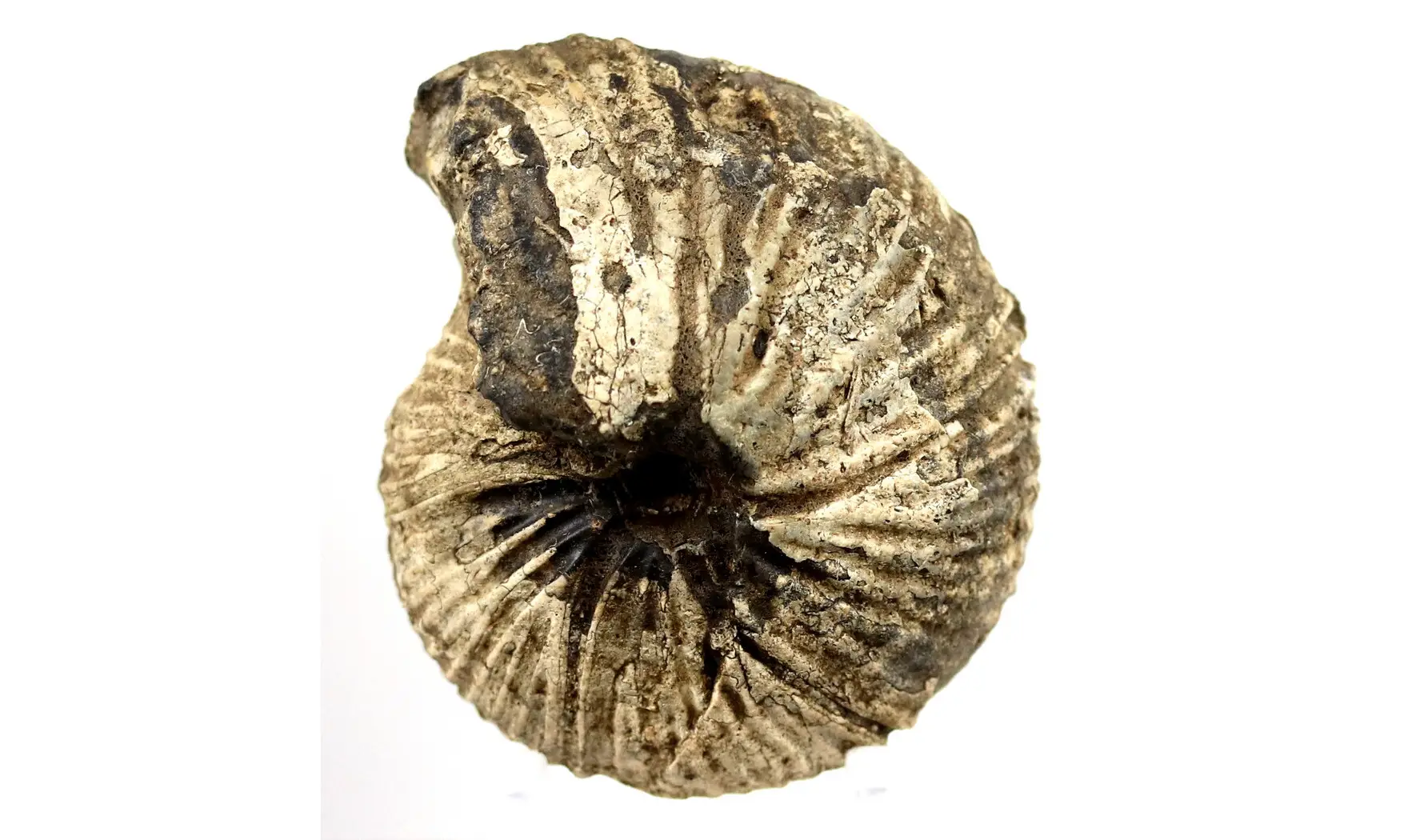 Anatomites cf herbichi