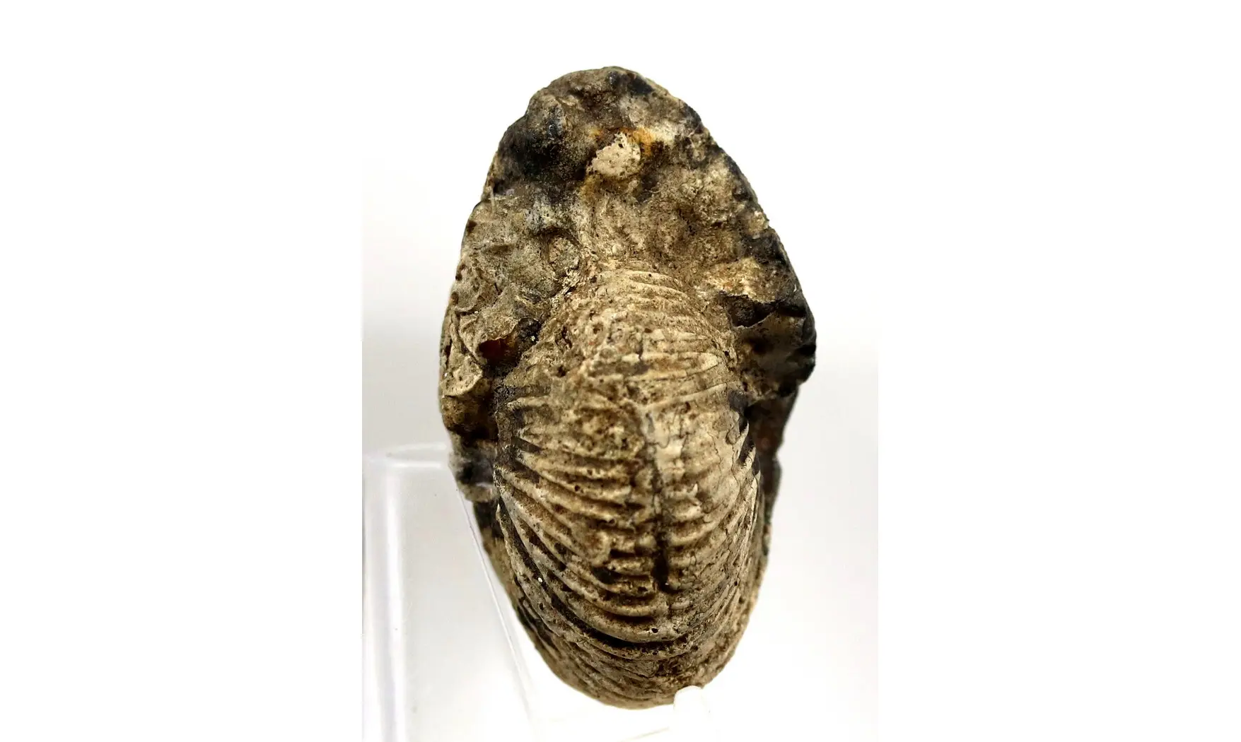 Anatomites cf herbichi
