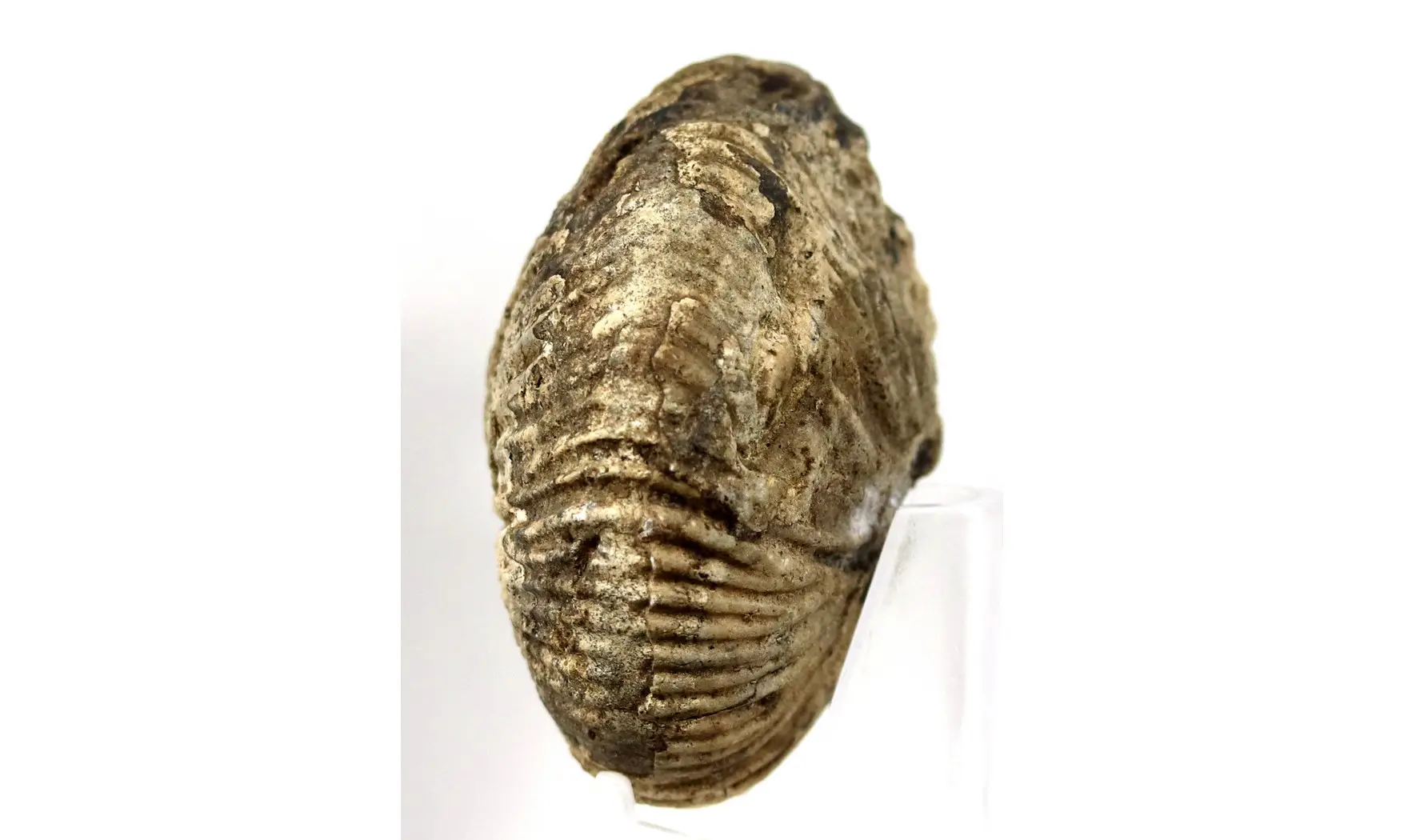 Anatomites cf herbichi