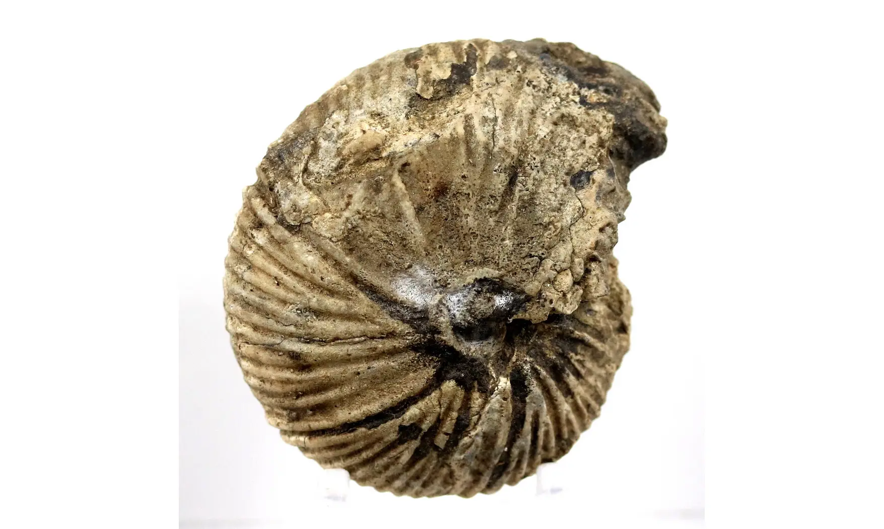 Anatomites cf herbichi