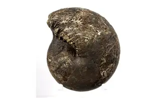 Cladiscites beyrichi