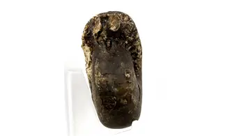 Cladiscites beyrichi