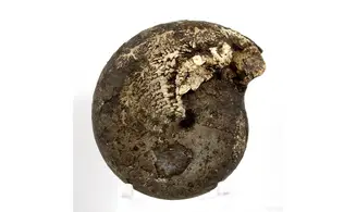 Cladiscites beyrichi