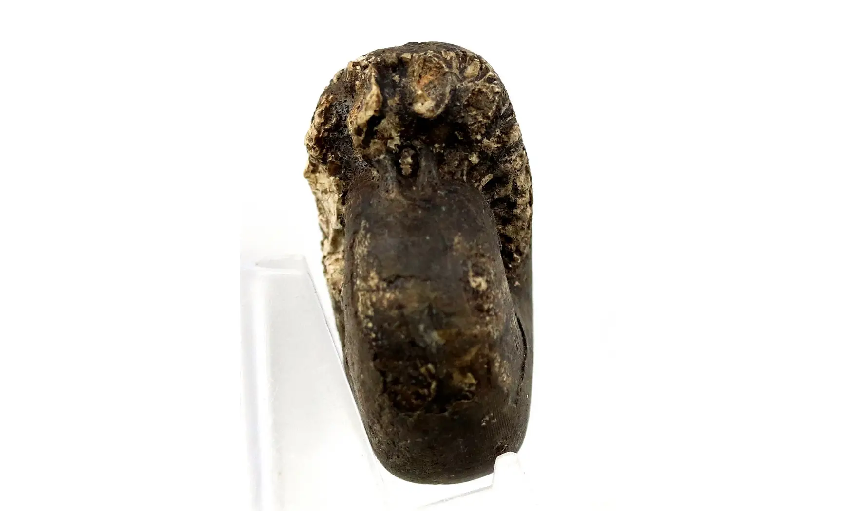 Cladiscites beyrichi