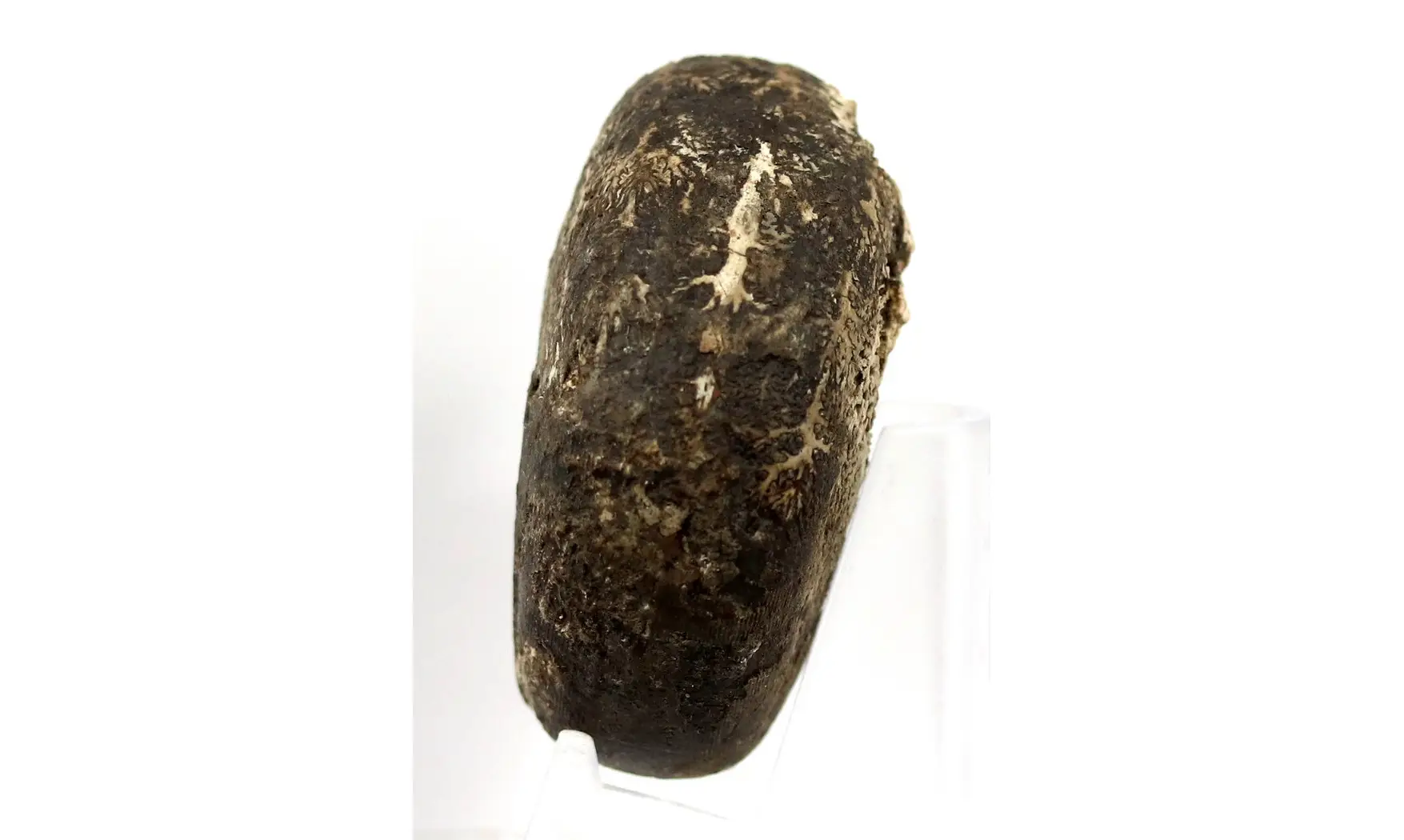 Cladiscites beyrichi