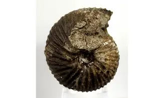 Anatomites brochiiformis