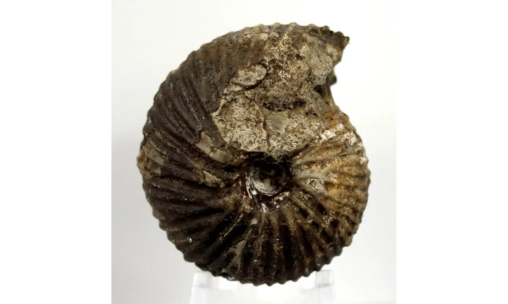 Anatomites brochiiformis