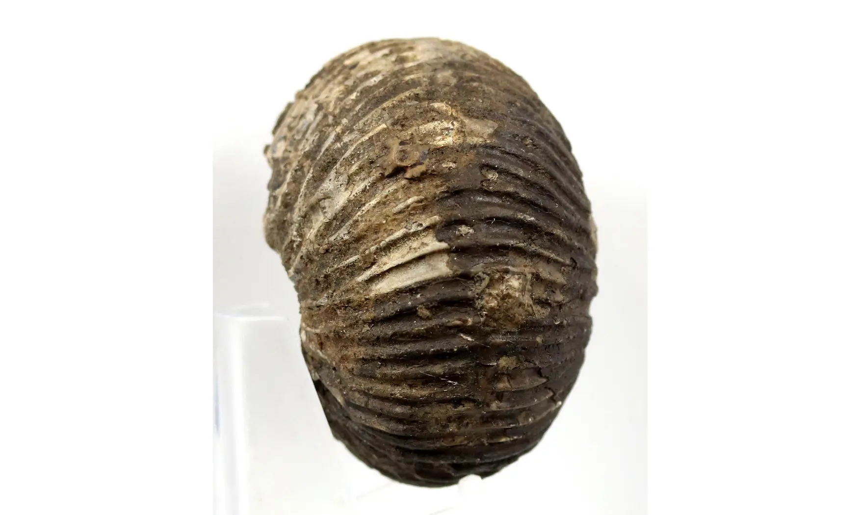 Anatomites brochiiformis