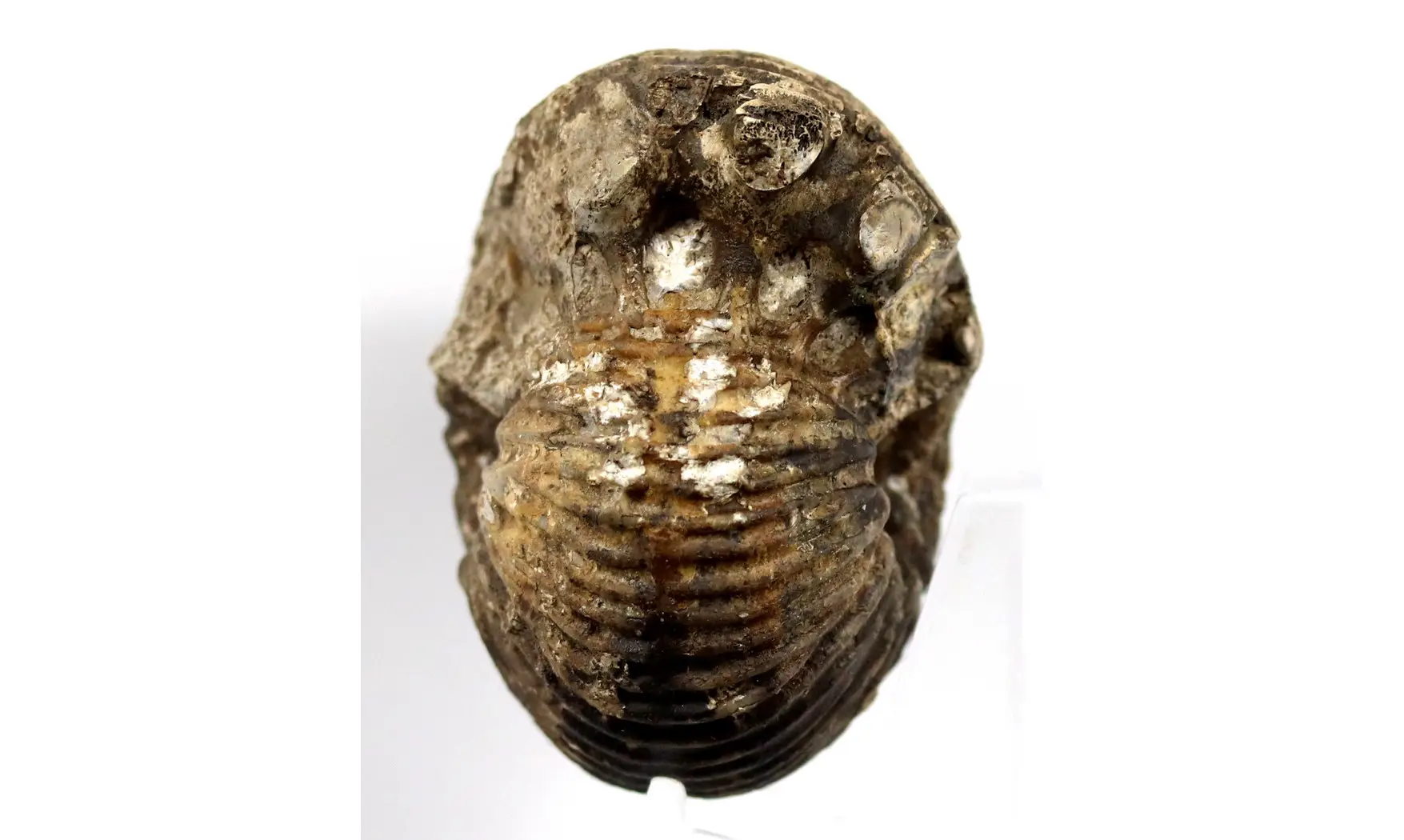 Anatomites brochiiformis