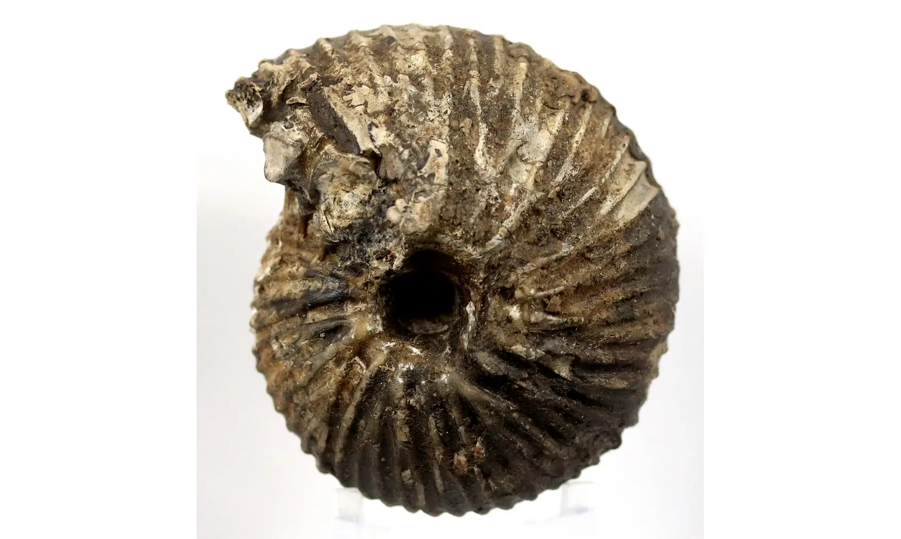 Anatomites brochiiformis