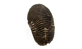 Anatomites brochiiformis
