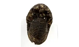 Anatomites brochiiformis