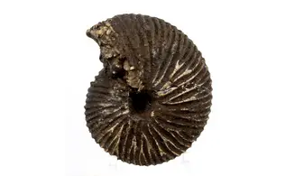 Anatomites brochiiformis