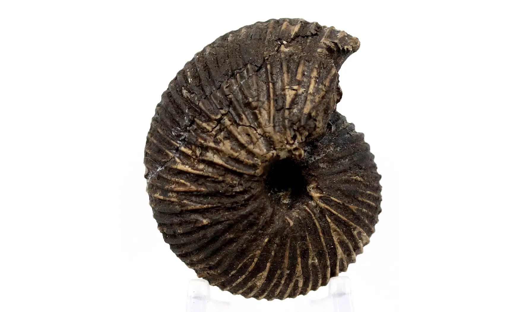 Anatomites brochiiformis
