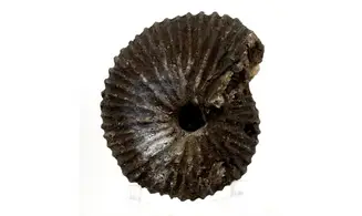 Anatomites brochiiformis