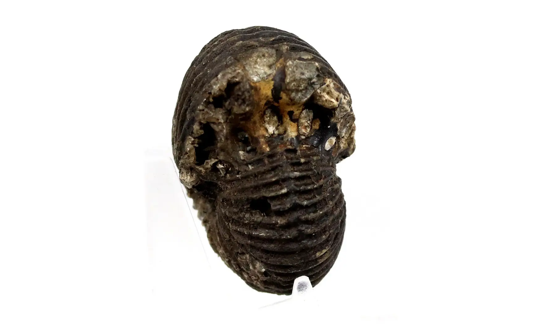 Anatomites brochiiformis