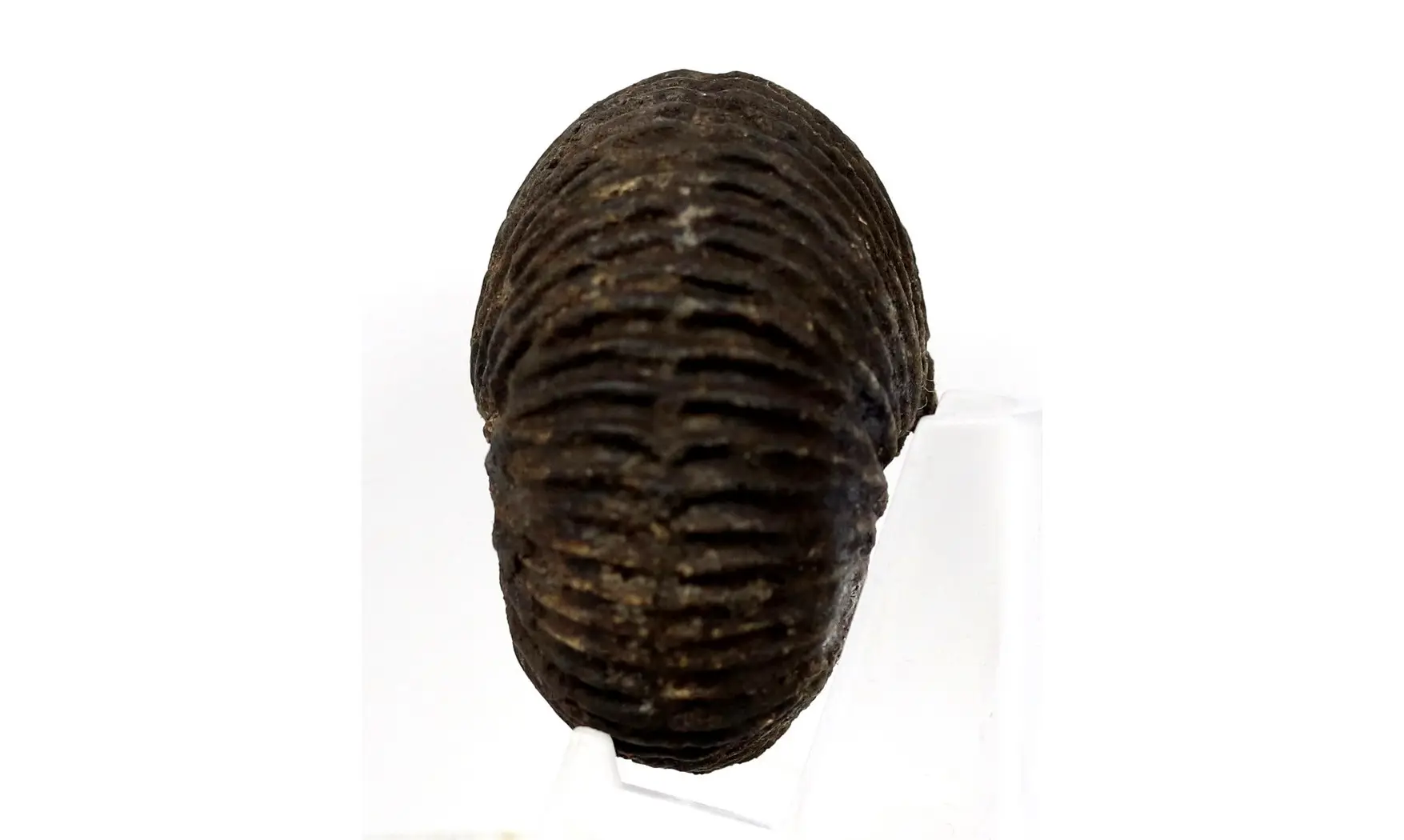 Anatomites brochiiformis