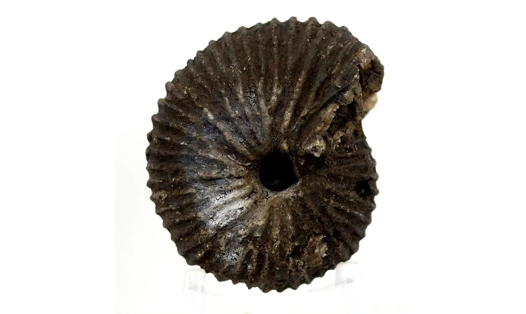 Anatomites brochiiformis