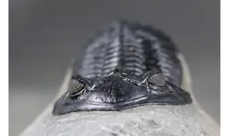 Hollardops mesocristata