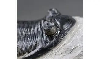 Hollardops mesocristata