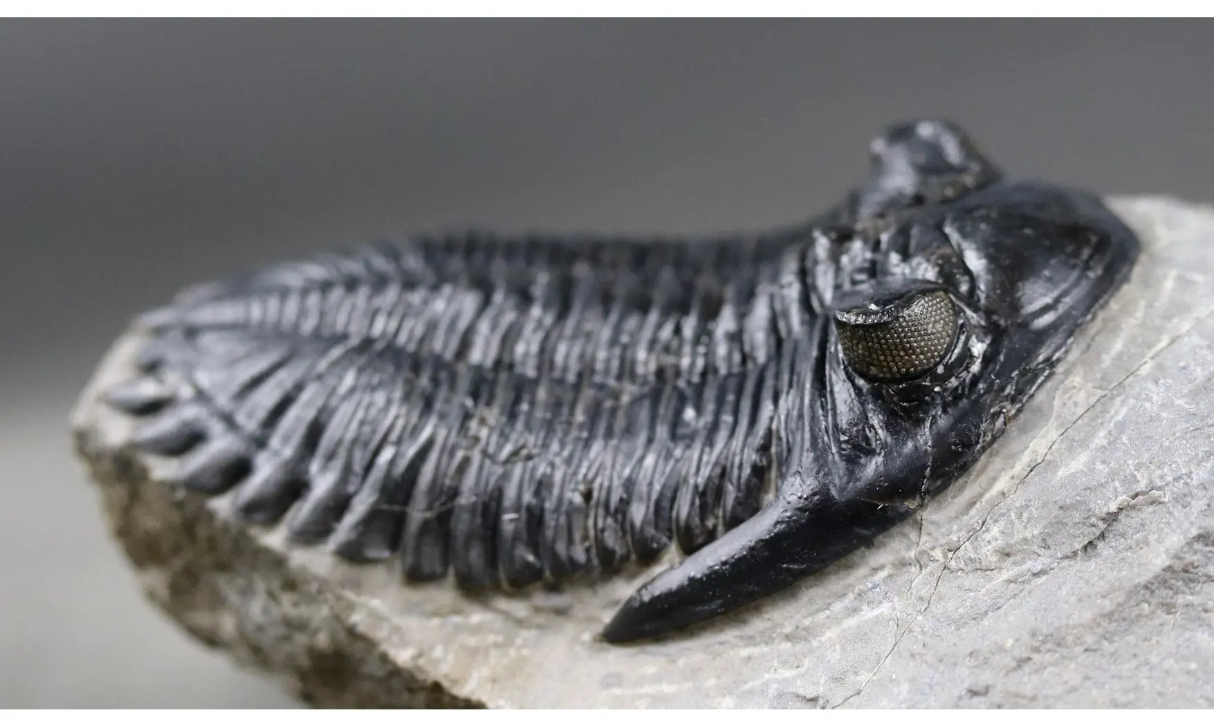 Hollardops mesocristata