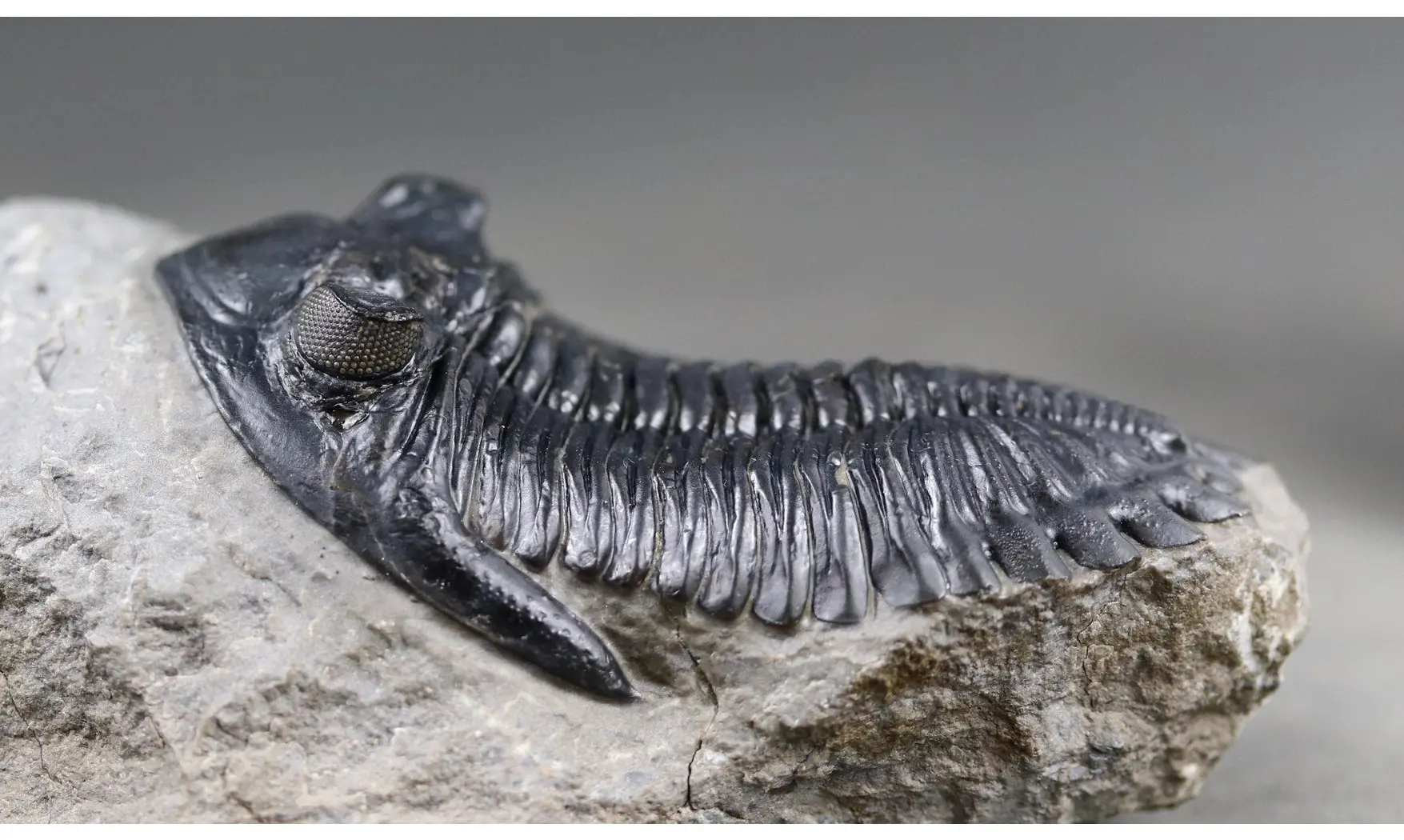 Hollardops mesocristata