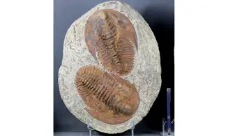 Cambropallas telesto