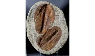 Cambropallas telesto