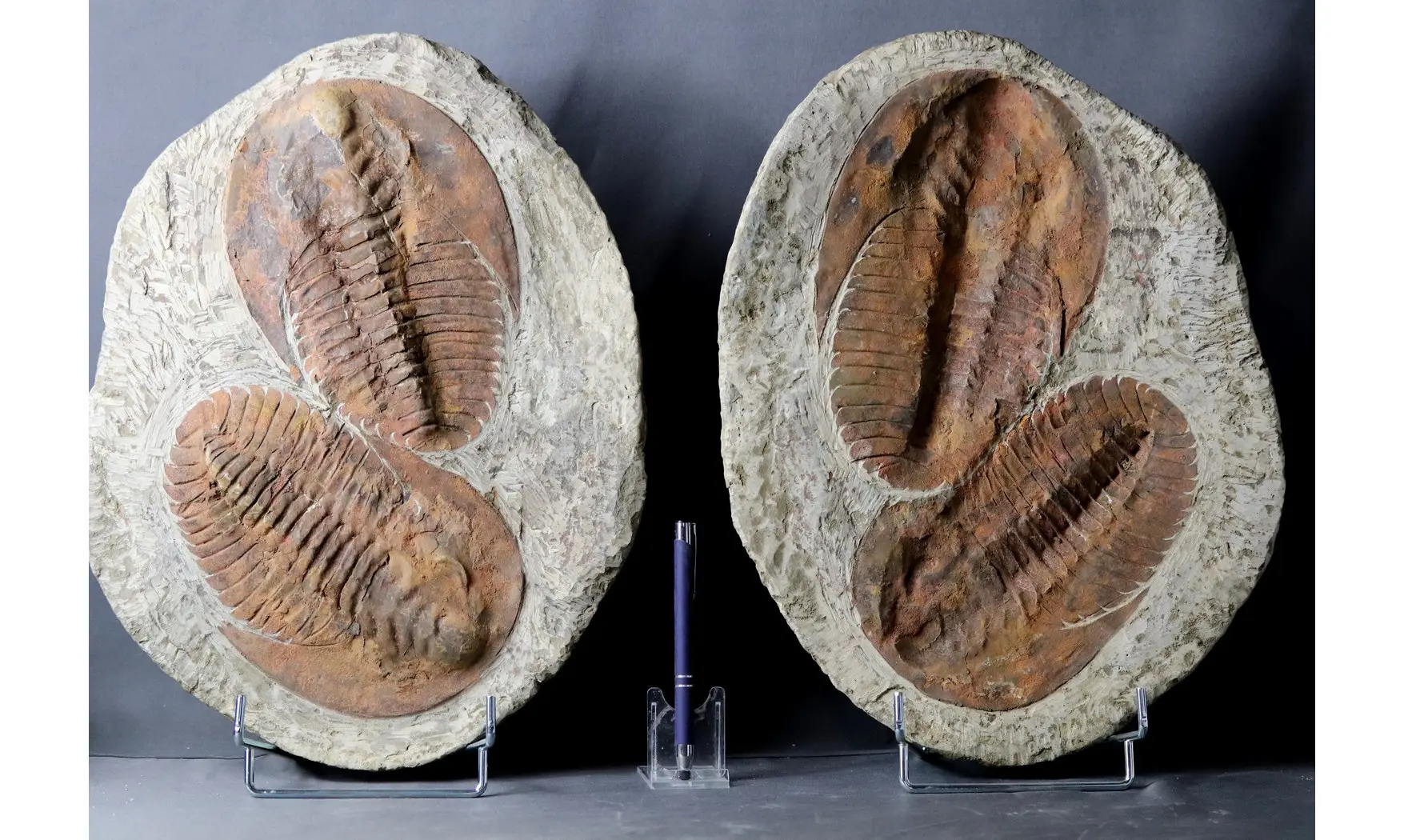 Cambropallas telesto