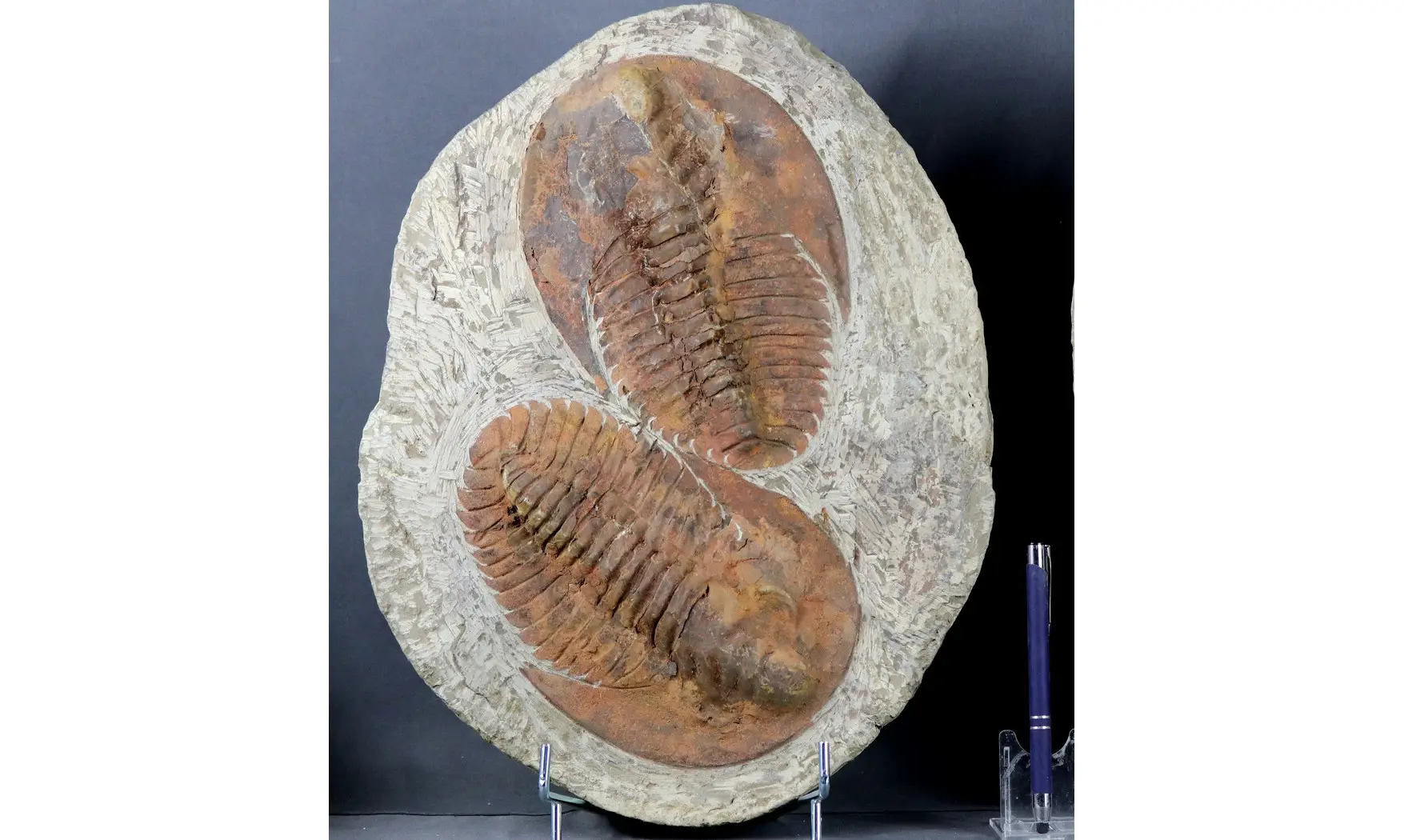 Cambropallas telesto