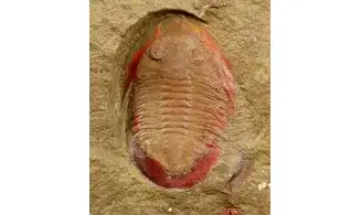 Asaphellus fezouatensis