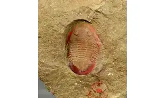 Asaphellus fezouatensis