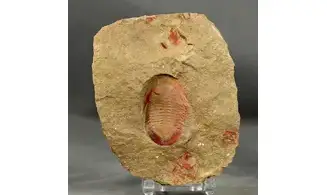 Asaphellus fezouatensis