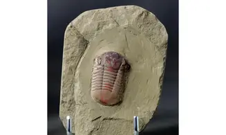 Symphysurus