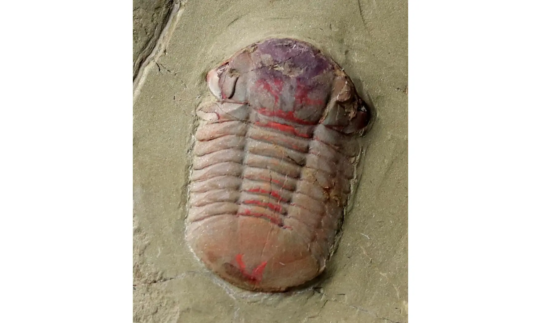 Symphysurus