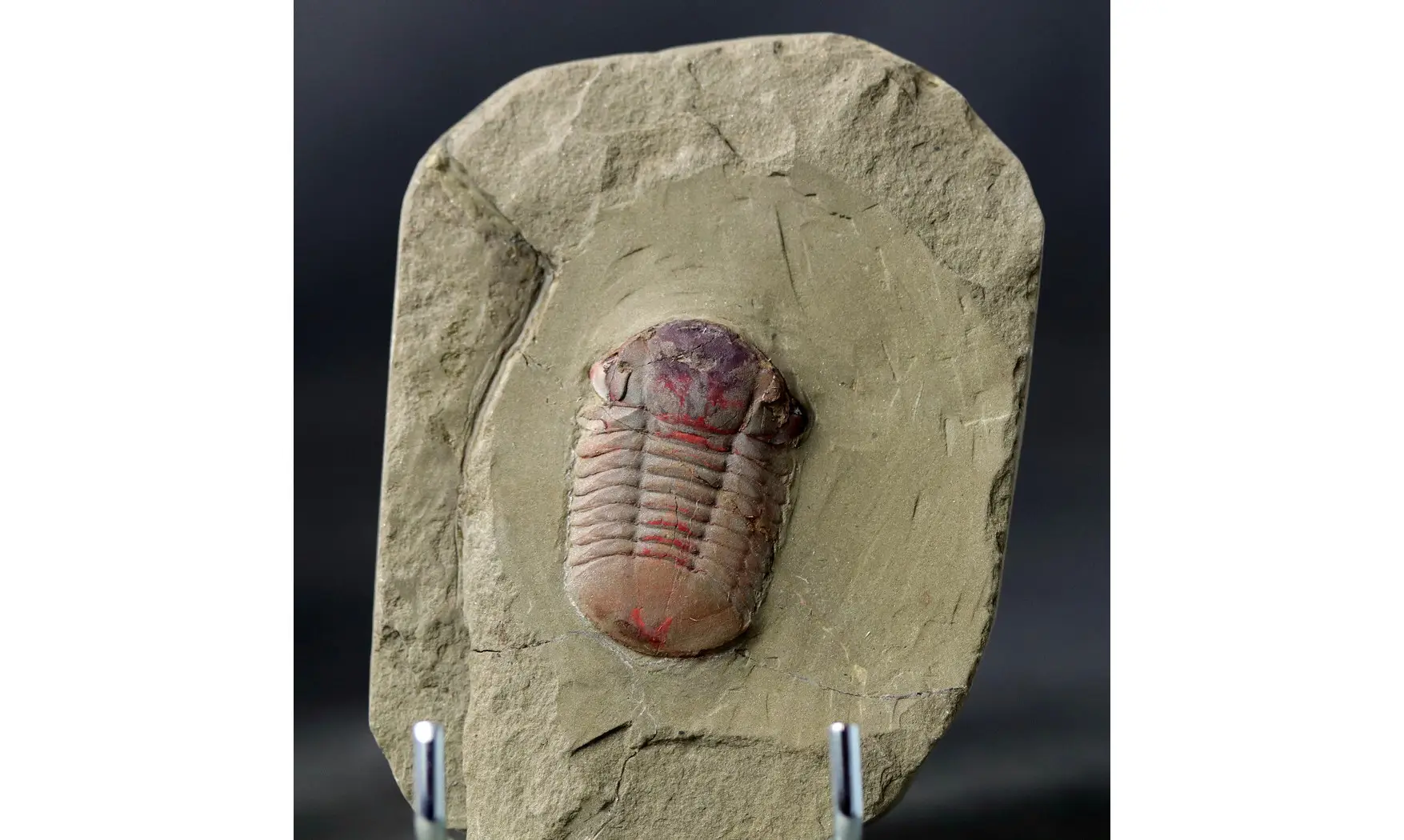Symphysurus
