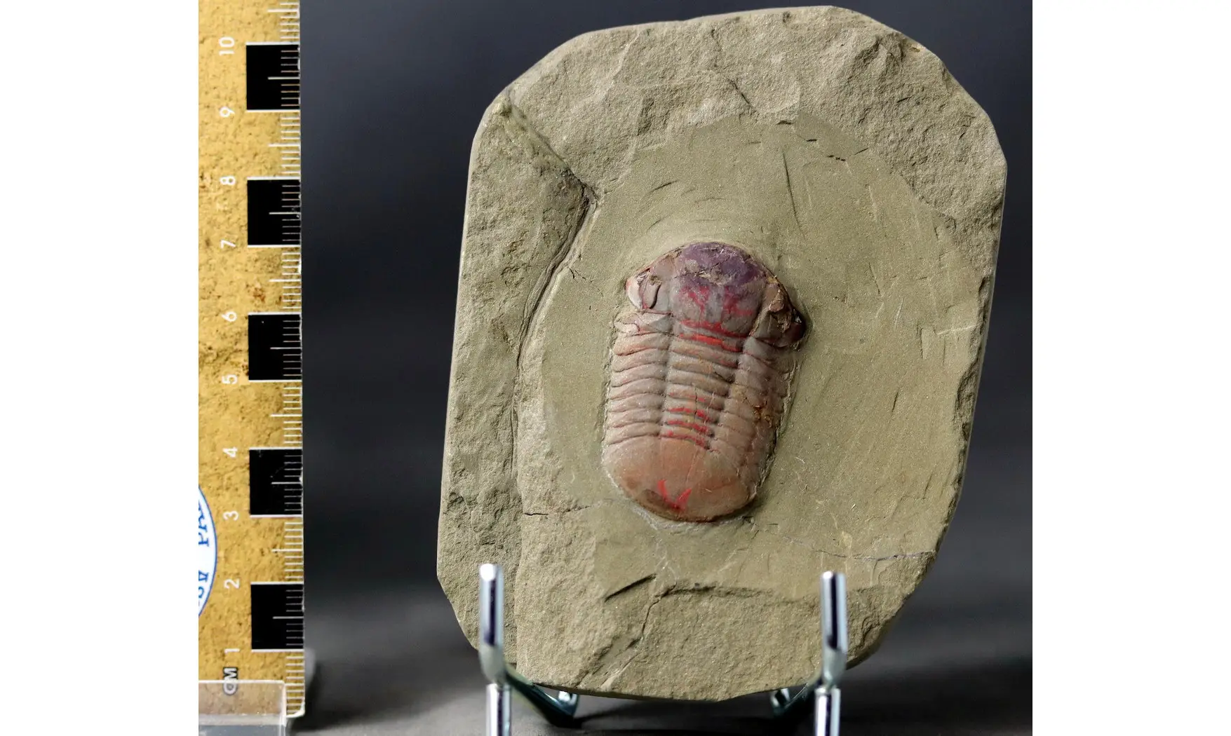 Symphysurus