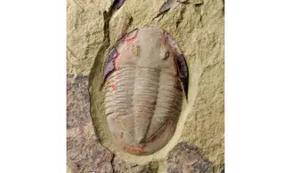 Asaphellus fezouatensis