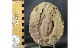 Asaphellus fezouatensis