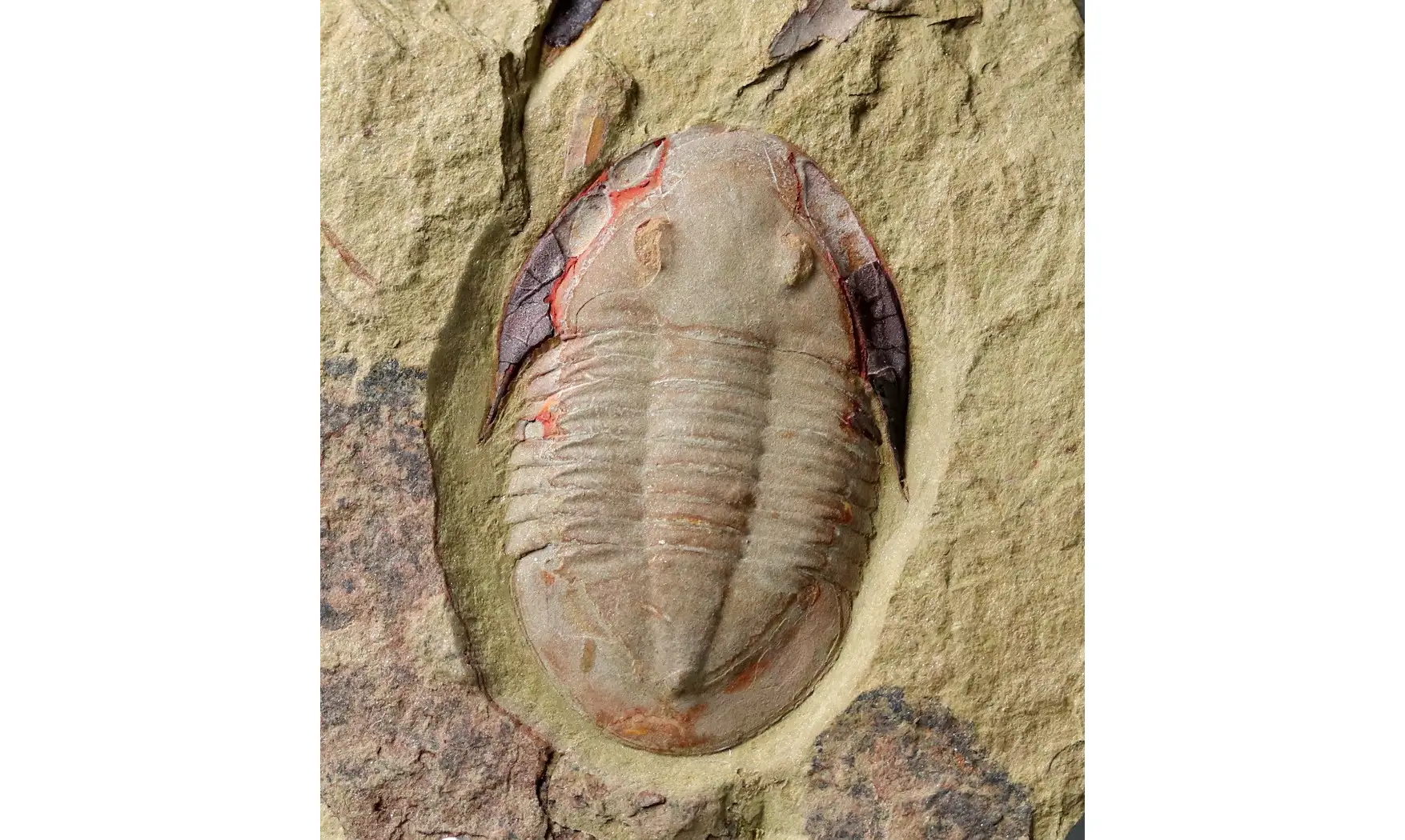Asaphellus fezouatensis