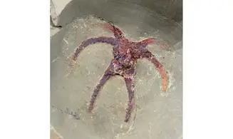 Furca mauretanica