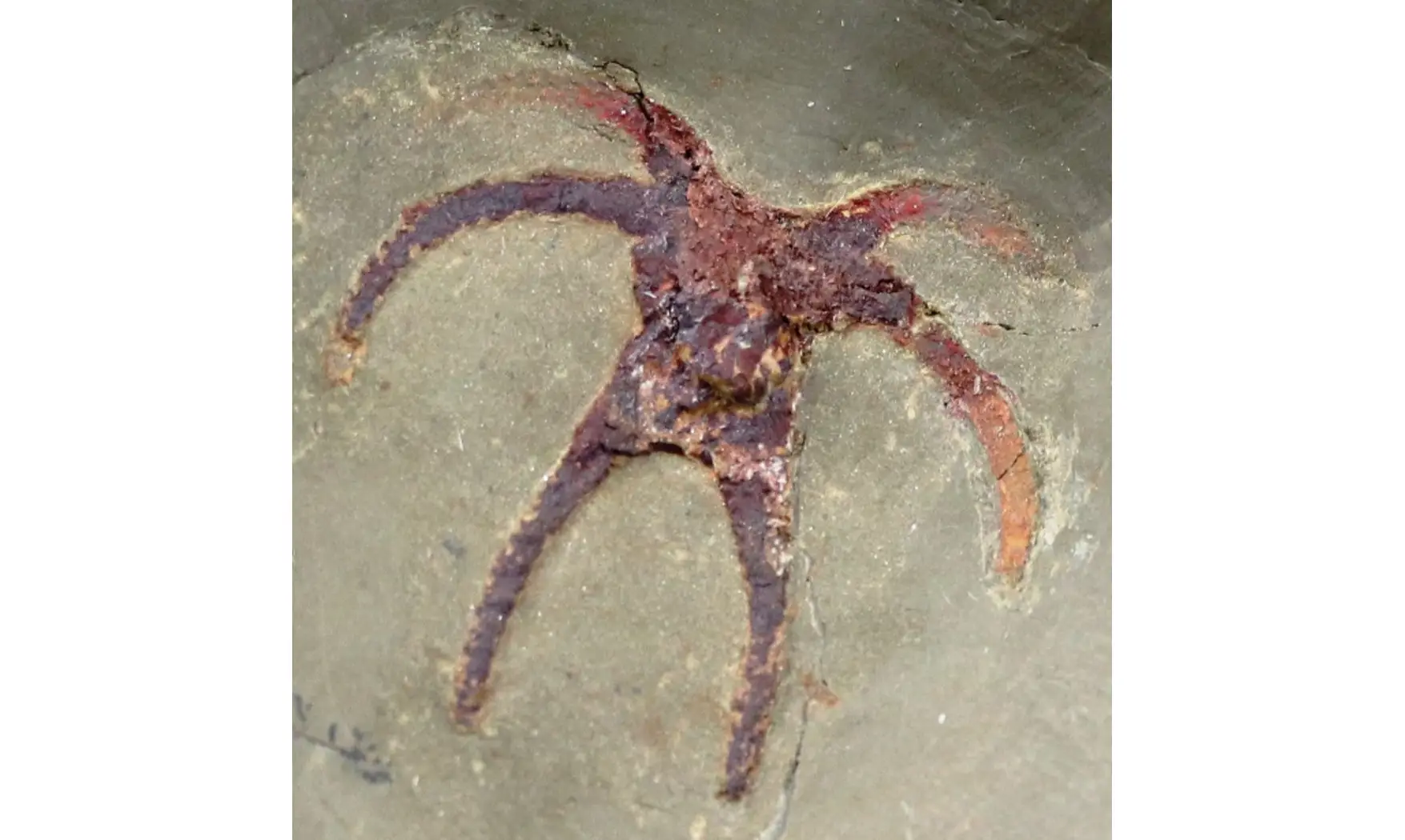 Furca mauretanica