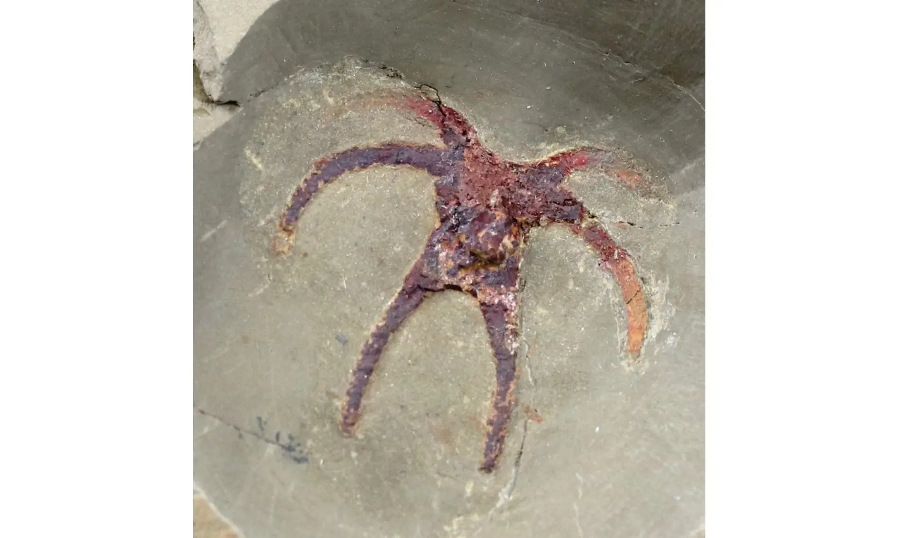 Furca mauretanica