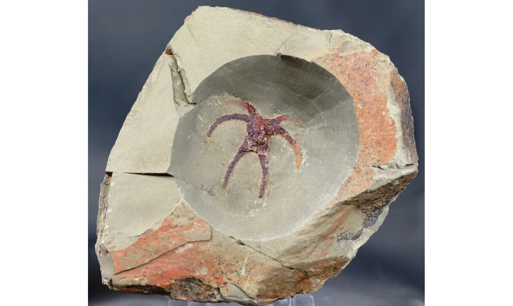 Furca mauretanica